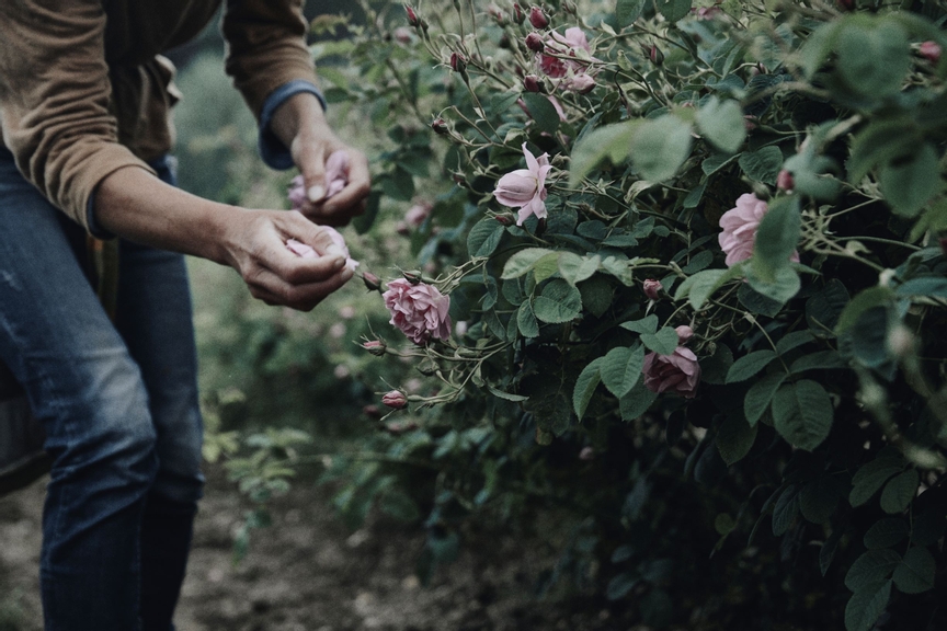 The Rose of May NOWNESS